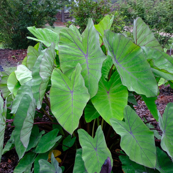 Image of Colocasia esculenta 'Blue Hawaii' PP 20,003