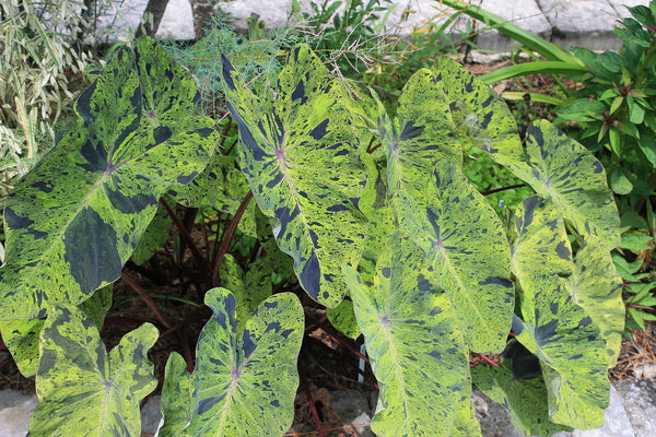 Image of Colocasia esculenta 'Mojito' PP 21,995