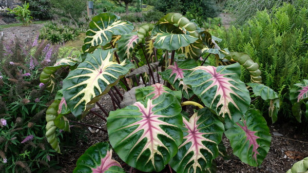 Image of Colocasia esculenta 'Waikiki' PPAF