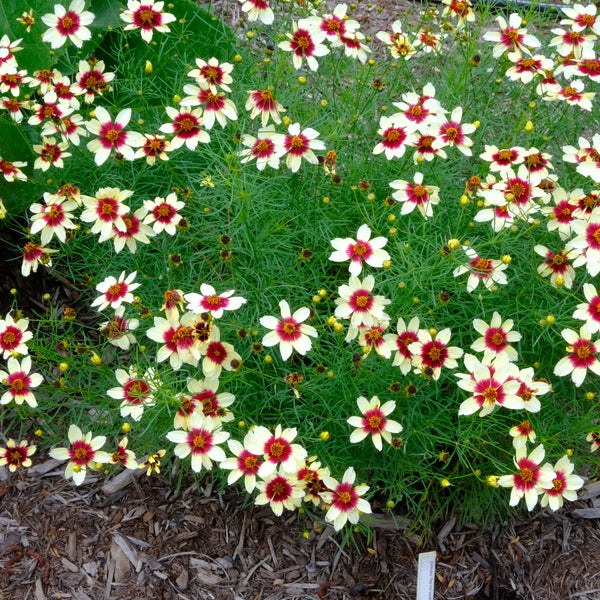 Image of Coreopsis 'Red Hot Vanilla' PP 30,909