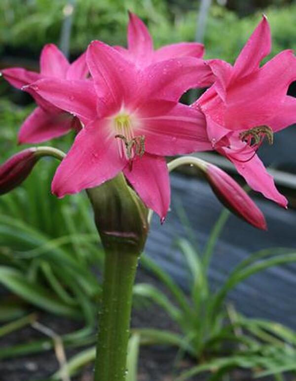Image of Crinum 'Infusion'