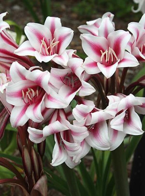 Image of Crinum x herbertii 'Schreck'