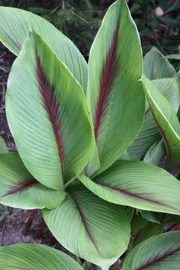 Image of Curcuma zedoaria 'Pink Wonder'