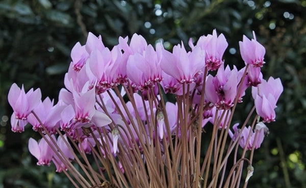 Image of Cyclamen x hildebrandii