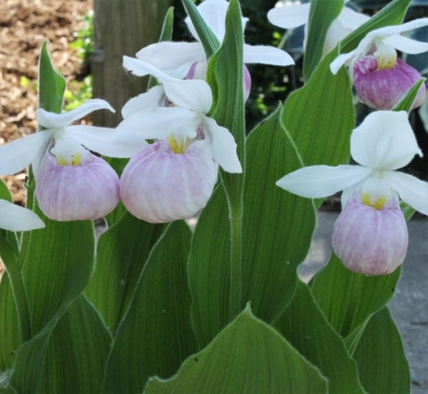 Image of Cypripedium reginae