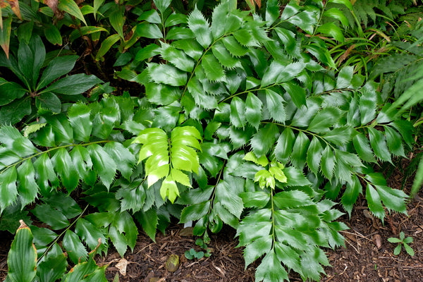 Image of Cyrtomium falcatum 'Butterfieldii'