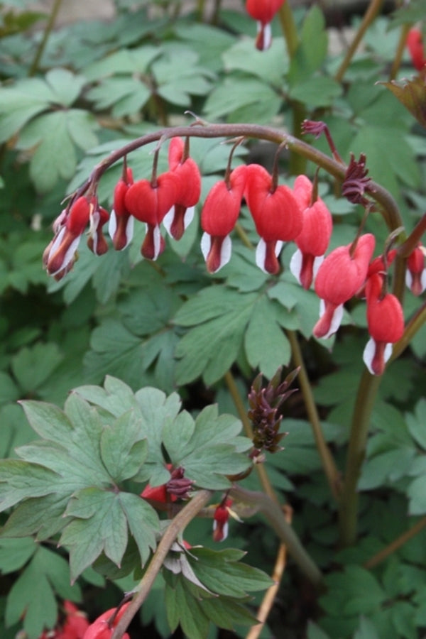 Image of Dicentra spectabilis 'Valentine' PP 22,739