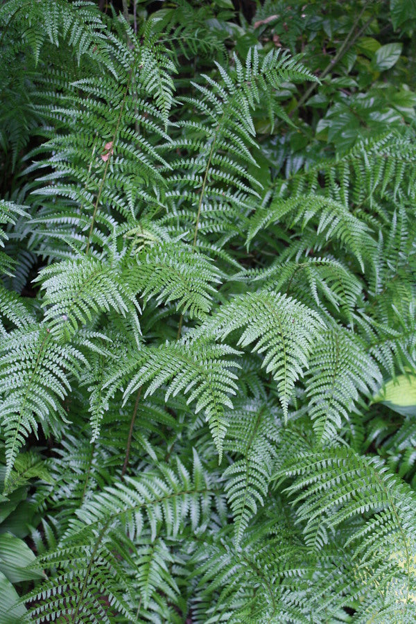 Image of Dryopteris ludoviciana