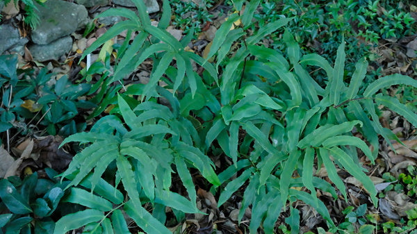 Image of Dryopteris sieboldii