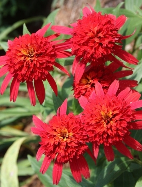 Image of Echinacea 'Hot Papaya' PP 21,022