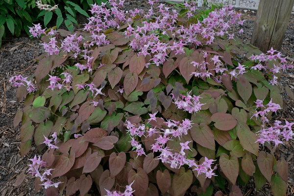 Image of Epimedium grandiflorum var. violaceum 'Bronze Maiden'