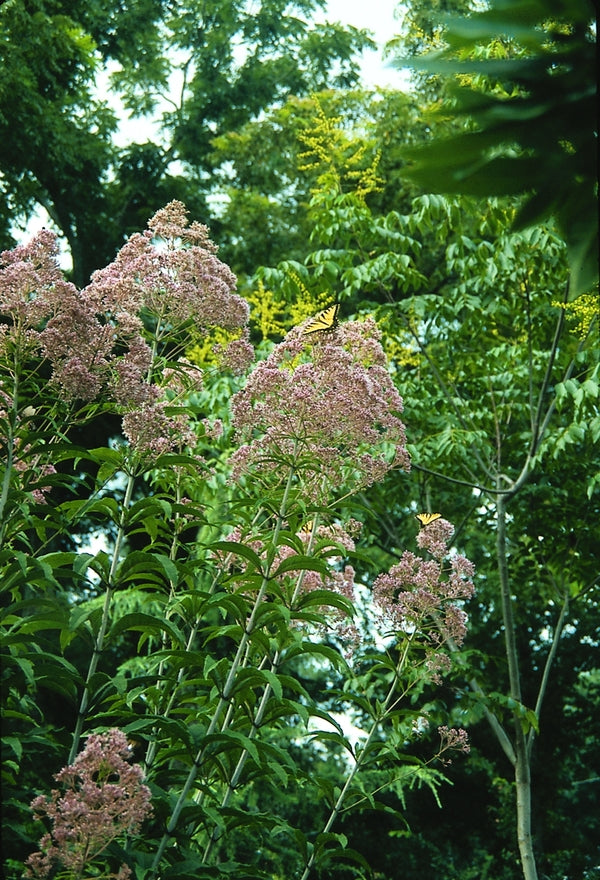 Image of Eupatorium fistulosum