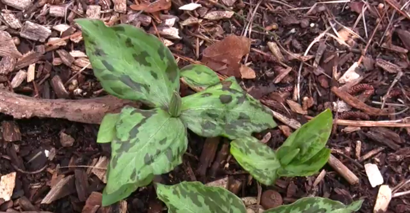 4 year old flowering size trillium