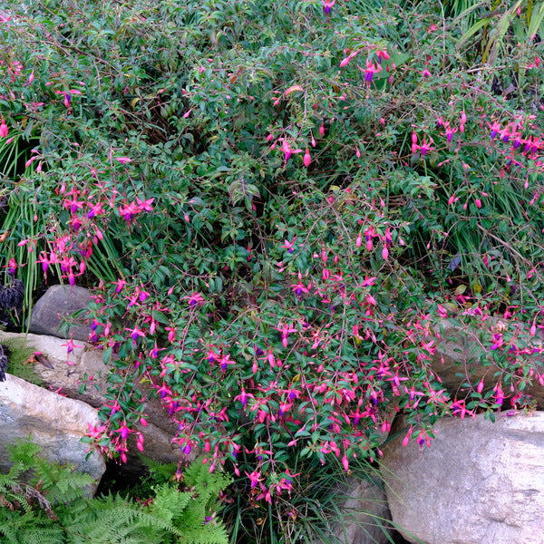 Image of Fuchsia 'Sanihanf' 