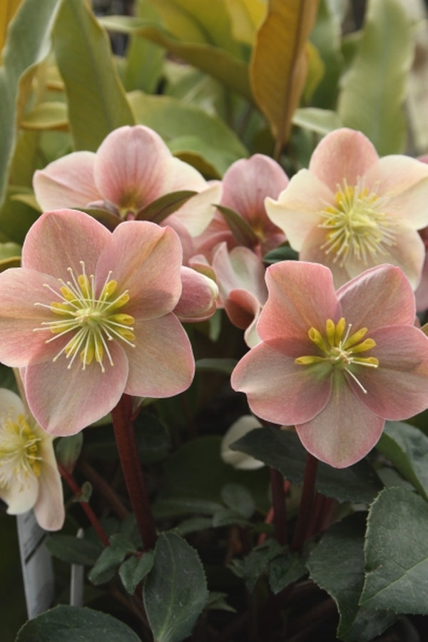 Image of Helleborus x ballardiae 'Cinnamon Snow' PP 21,003