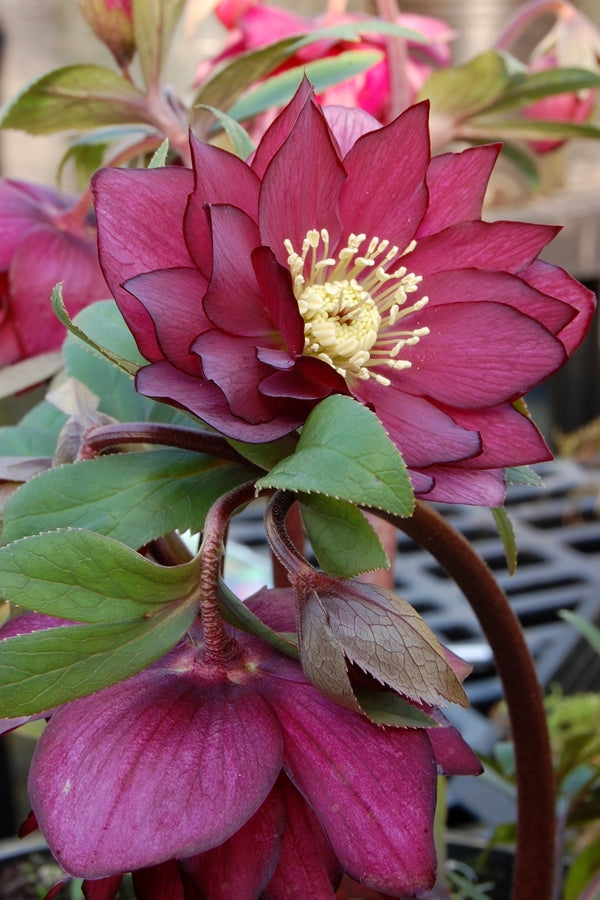 Image of Helleborus x hybridus 'Red Sapphire'