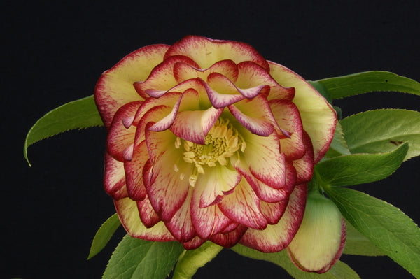 Image of Helleborus x hybridus 'Sun Flare'