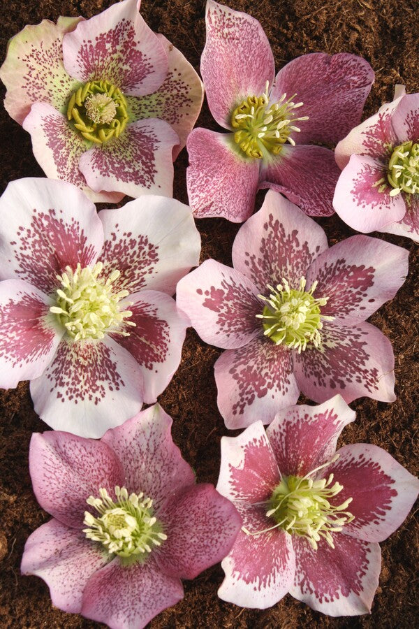 Image of Helleborus x hybridus Winter Delights Pink w/ Red Spots