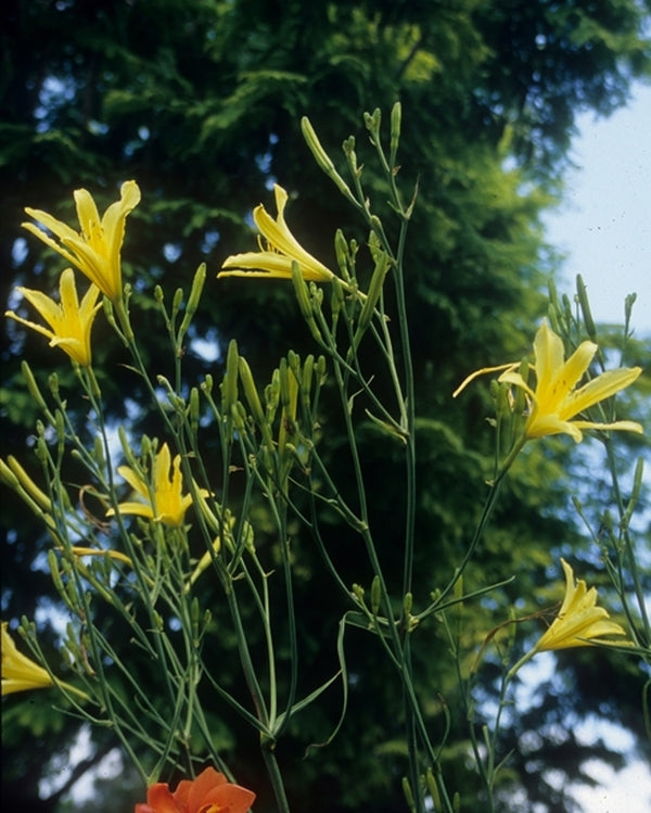 Image of Hemerocallis altissima 'Flyover'