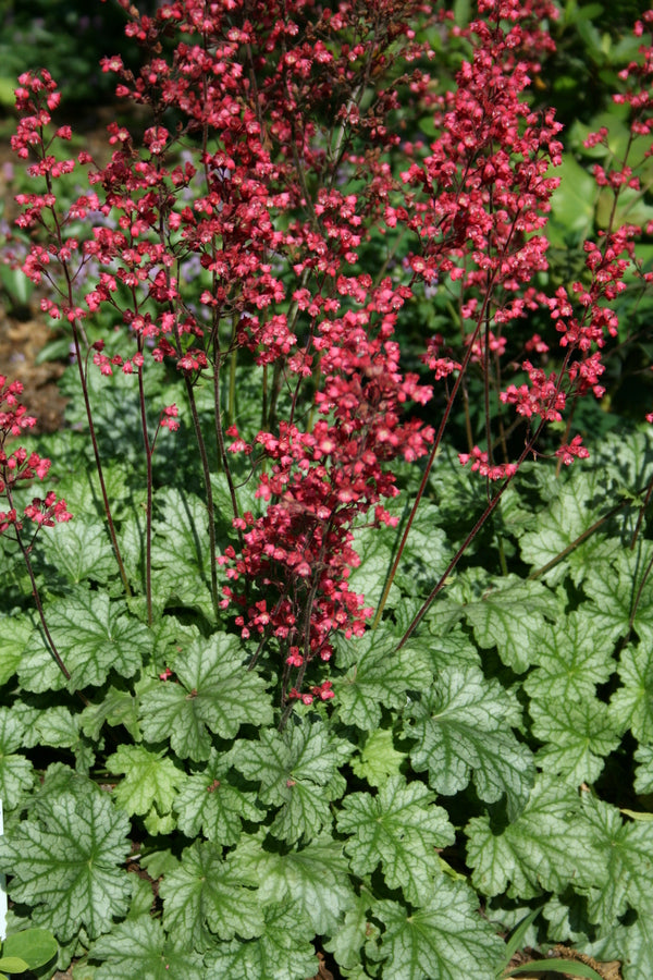 Image of Heuchera 'Paris' PP 18,881