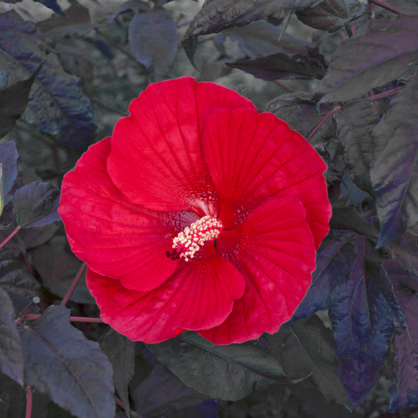 Image of Hibiscus 'Midnight Marvel' PP #24,079