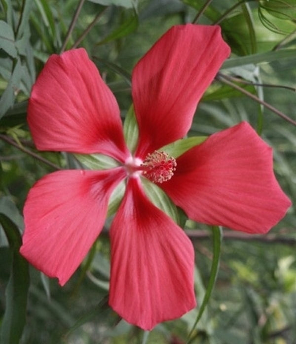 Image of Hibiscus coccineus