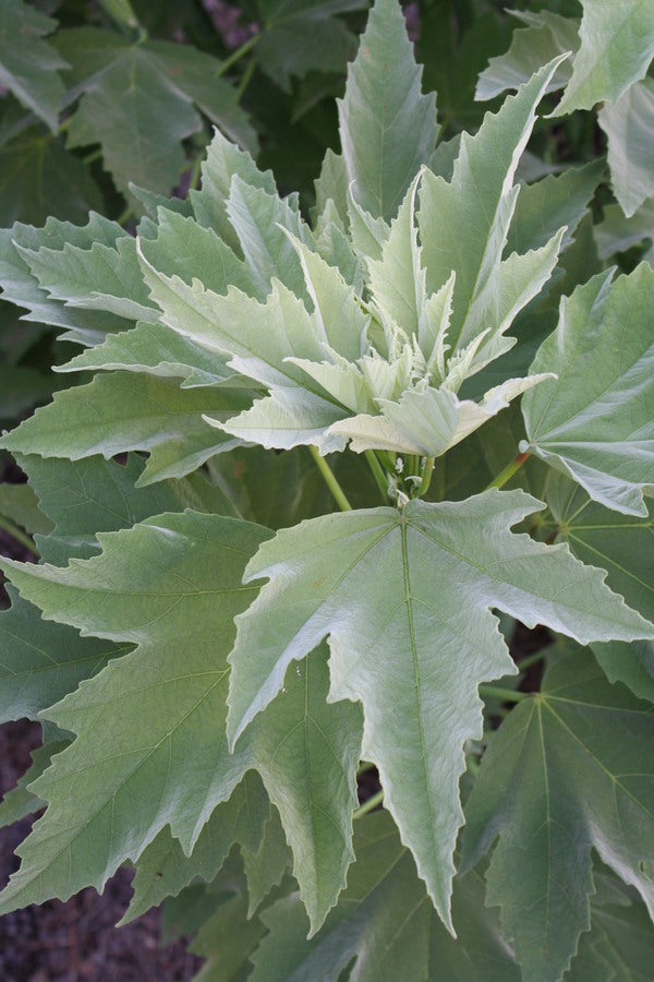 Image of Hibiscus grandiflorus