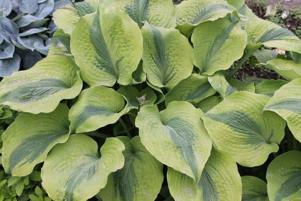 Image of Hosta 'Afterglow' PP 26,755