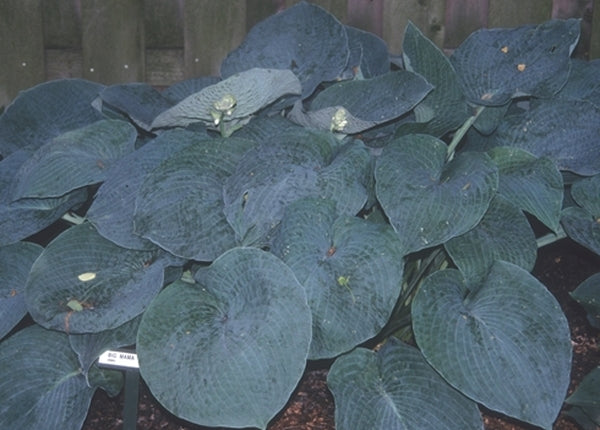 Image of Hosta 'Big Mama'