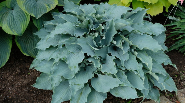 Image of Hosta 'Dancing with Dragons' PP 32,040