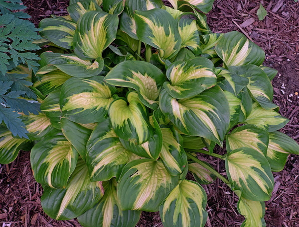 Image of Hosta 'Etched Glass' PP 30,748