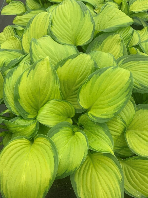 Image of Hosta 'Stained Glass'