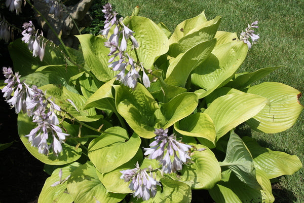 Image of Hosta 'Sum and Substance'
