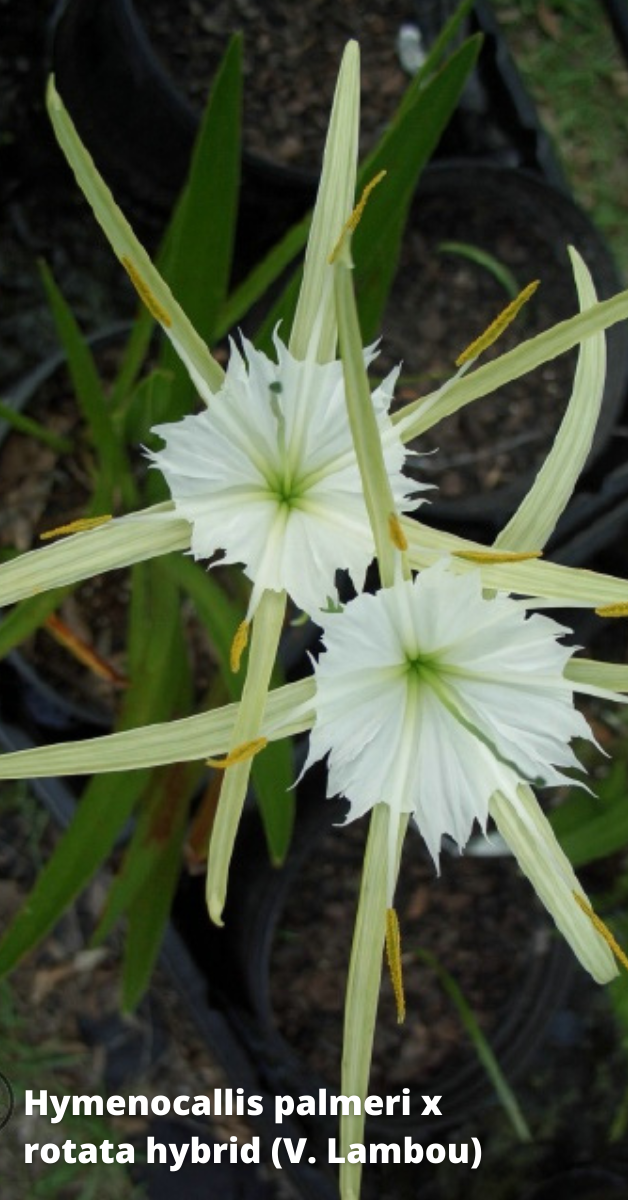 Vic Lambou's hybrid plant