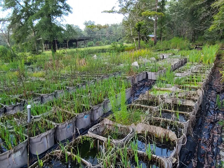 The Lambo Field Hymenocallis Collection