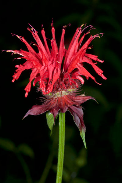 Close up image of Monarda didyma