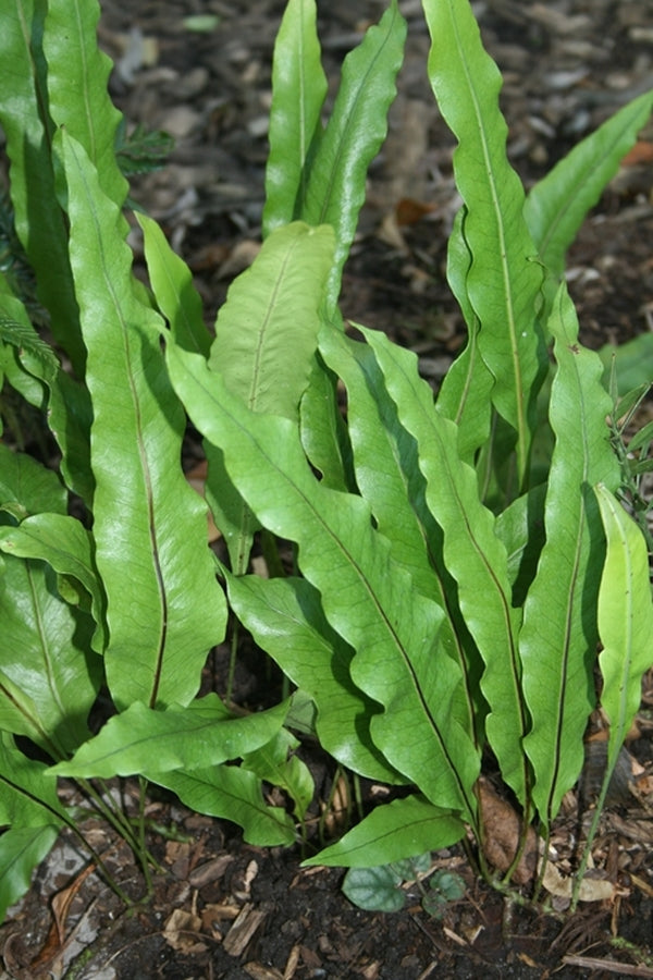 Image of Lepisorus bicolor