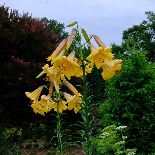 Image of Lilium x sulphurgale 'Vico Gold'