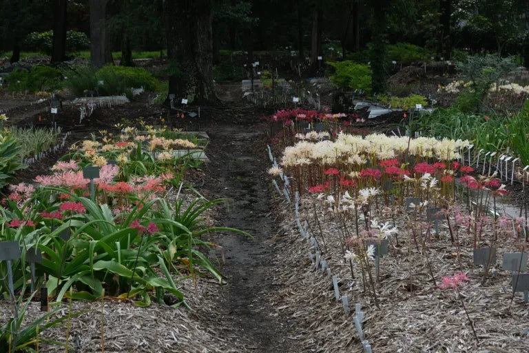 The super secret trial gardens of JLBG