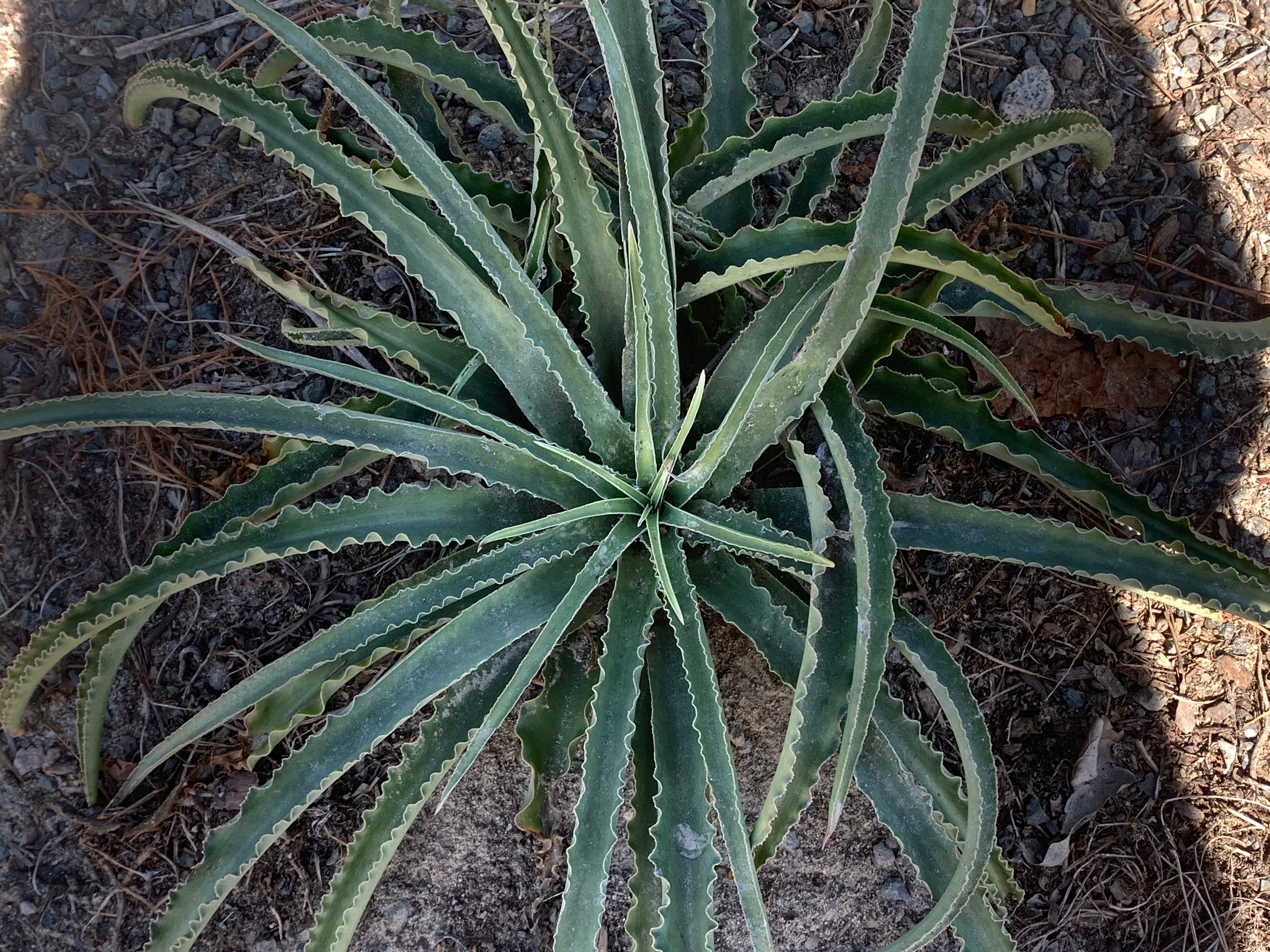 Manfreda undulata 'Crested Surf'