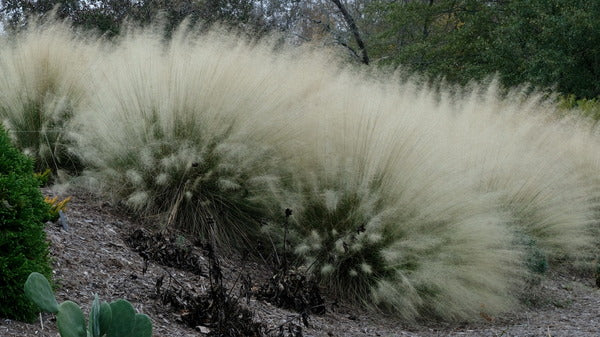 Image of Muhlenbergia sericea 'White Cloud'