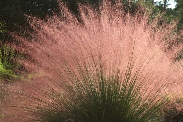 Image of Pink Muhly Grass