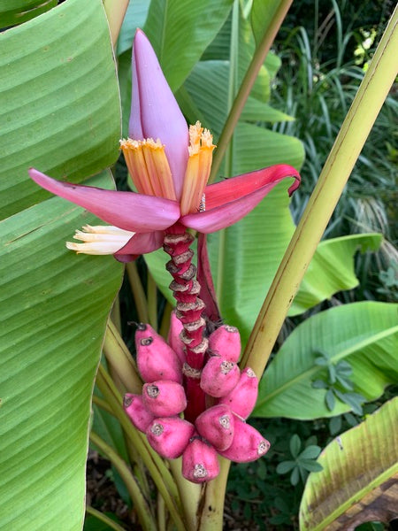 Image of Musa velutina