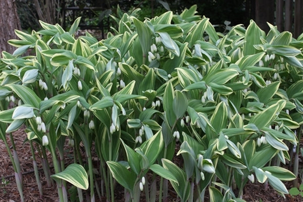 Image of Polygonatum odoratum 'Variegatum'