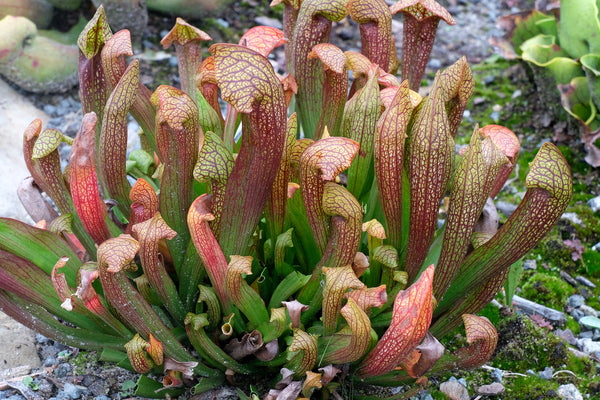 Image of Sarracenia 'Dixie Lace'