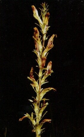 Schwalbe americana by unknown photographer - http://www.fws.gov/athens/endangered/teplants.html, Public Domain, https://commons.wikimedia.org/w/index.php?curid=15861028