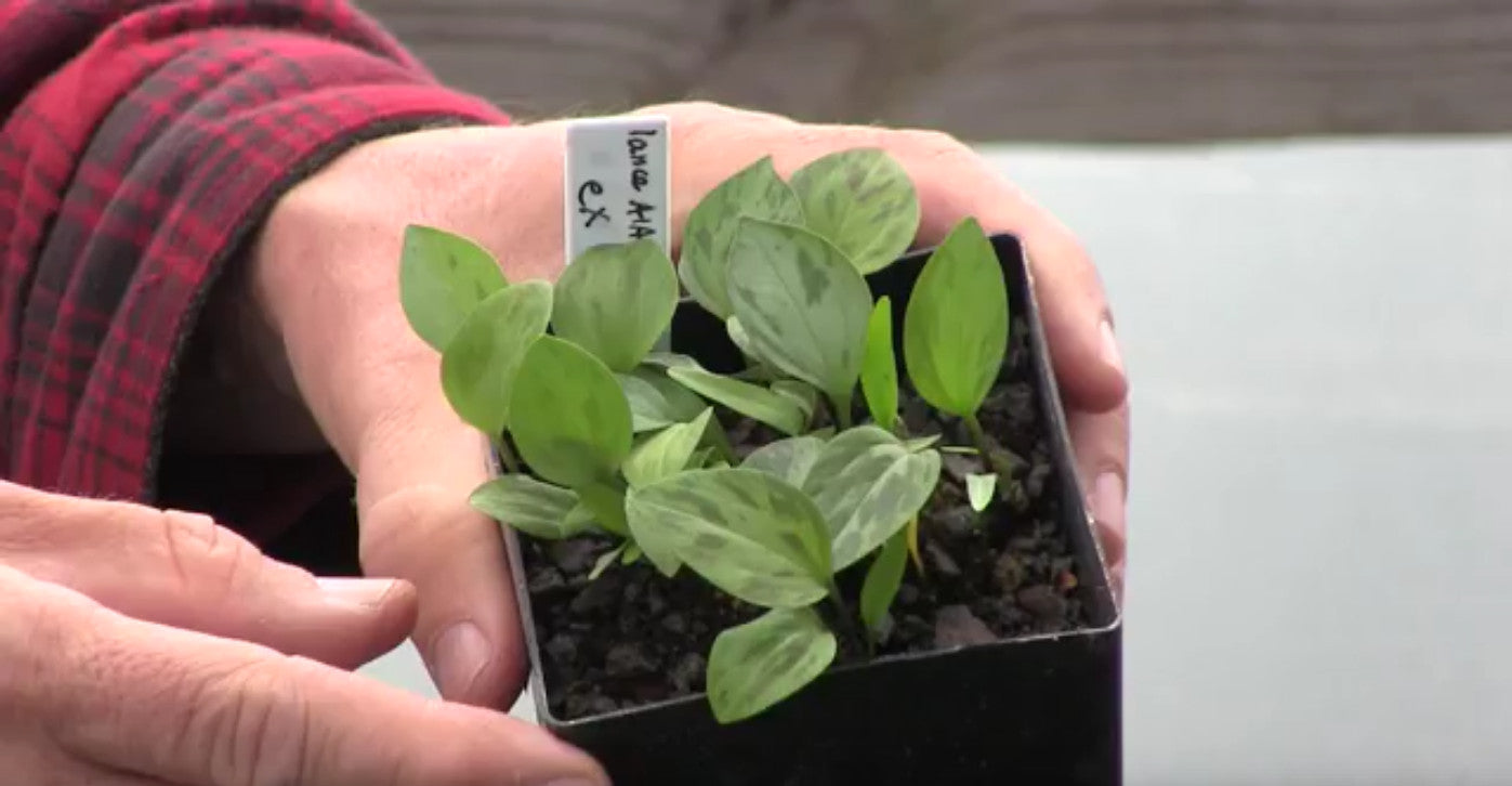 Second year trillium seedlings