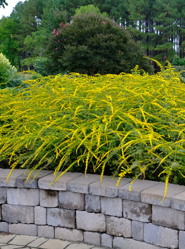 Image of Solidago rugosa 'Fireworks'