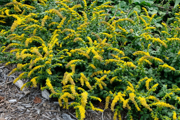 Image of Solidago sphacelata 'Golden Fleece'