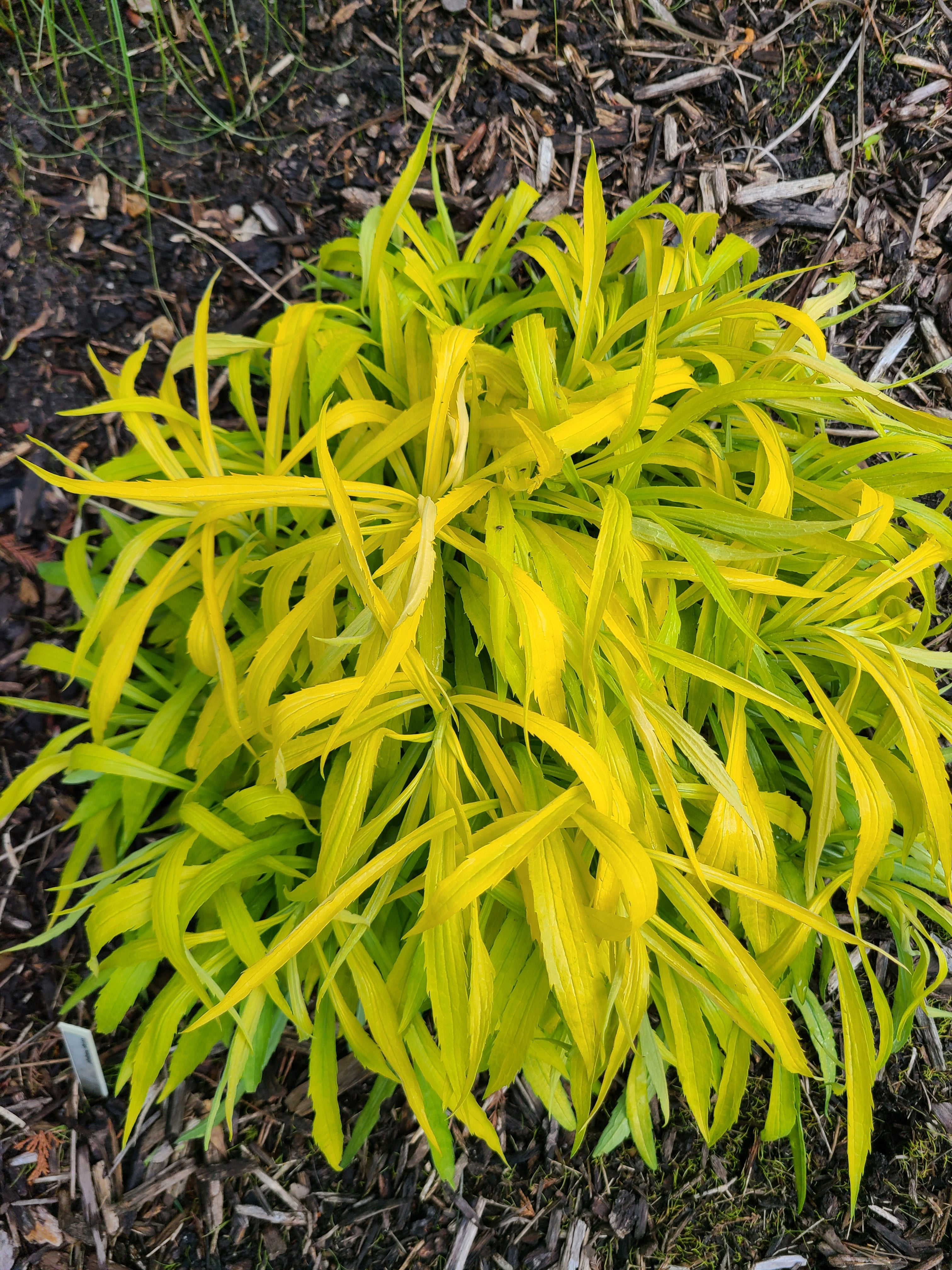 Solidago 'Hiddigeigei' in early spring with yellow foliage